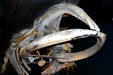 Northern Right Whale skeleton at New Brunswick Museum. Saint John, NB.