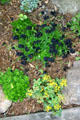 Spring ground cover flowers. Kleinburg, ON.