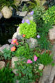 Spring ground cover flowers. Kleinburg, ON.