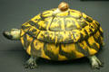 Faience terrine in form of tortoise with handle in shape of snail by Paul Hannong of Strasbourg, France at Ariana Museum. Geneva, Switzerland.