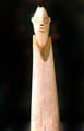 Egyptian predynastic ivory amulet with bearded head at Neues Museum. Berlin, Germany.