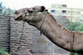 Profile of camel. Giza, Egypt.