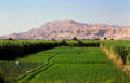 Sugar cane fields near Thebes looking to Valley of Kings & Queens. Egypt.