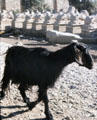 Goat at Temple of Karnak. Egypt.