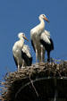Storks nesting in Alsace. France.