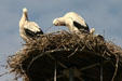 Storks nesting in Alsace. France.