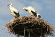 Storks nesting in Alsace. France.