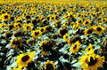 Sunflowers in Loire Valley. France