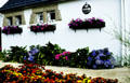 Display of brilliant flowers outside white washed Brittany house. Carnac, France