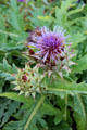 Artichoke in flower in garden of Chateau Royal of Amboise. Amboise, France.