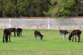 Donkeys grazing at Chenonceau Chateau. Chenonceau, France.