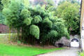 Bamboo stand at Chateau D'Ussé. Ussé, France.