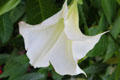 Trumpet flower at Chateau D'Ussé. Ussé, France.