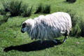 Sheep at Staigue Stone Fort on Ring of Kerry. Ireland.