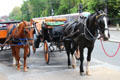 Horse-drawn carriages at St Stephen's Green. Dublin, Ireland.