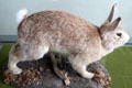 Stuffed rabbit representing a major meat source for Blasket Islanders at Great Blasket Centre museum on Dingle Peninsula. Ireland.