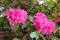 Rhododendron blossoms at Muckross House in Killarney National Park. Killarney, Ireland