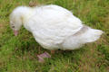 Goose grazing at Muckross Traditional Farms in Killarney National Park. Killarney, Ireland.