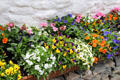 Decorative pansies at Quille's farm at Muckross Traditional Farms in Killarney National Park. Killarney, Ireland.