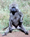 Baboon in Nairobi National Park. Kenya