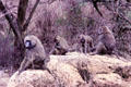 Troop of Yellow Baboons in Nairobi National Park. Kenya.