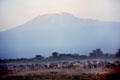 Herd of zebra graze before snow-capped Mount Kilimanjaro, Amboseli National Park. Kenya.
