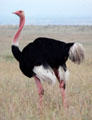 A male ostrich walks plains of Nairobi National Park. Kenya.