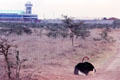 A male ostrich sit on ground Nairobi airport. Kenya.