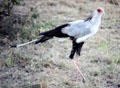 Long legged Secretarybird in Masai Mara National Reserve, so-called because it carries its quill pens behind its ear. Kenya.