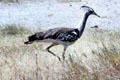 Kori Bustard bird running through grasses of south of Kenya.