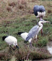 Grey heron with African sacred ibises in Nairobi National Park. Kenya.