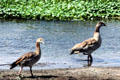Egyptian Geese wade through water in Southern Kenya.