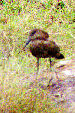 Hamerkop in Nairobi National Park. Kenya.