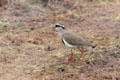 Crowned lapwing or Crowned plover in Nairobi National Park. Kenya.