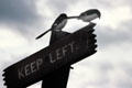 Fiscal Shrikes on a road sign in Nairobi National Park. Kenya.