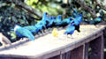 Greater blue-eared starlings at Treetops in Aberdare National Park. Kenya.