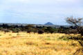 Grasses, trees & ant hills make up landscape of Samburu National Reserve. Kenya.