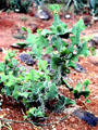 A cactus garden is part of Snake Farm opposite National Museum in Nairobi. Kenya.