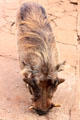Warthog feeding on people side of fence at Giraffe Centre near Nairobi. Kenya.