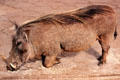 Warthog typically eat on their knees as seen at Giraffe Centre near Nairobi. Kenya