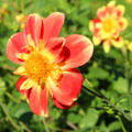 Flower in full blossom in gardens surrounding Villa Vauban Museum. Luxembourg, Luxembourg.