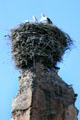 Storks nesting on ruins of Badi Palace. Marrakesh, Morocco.