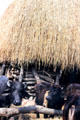 Cows in front of thatched hut in village near Meghauli outside Chitwan National Park. Nepal.