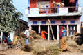 People flail grass harvest in a village near Meghauli. Nepal.