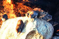 Rock Hyraxes a close relative of the elephant, sit on rocks in Serengeti National Park. Tanzania.
