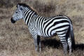 Common zebras in Ngorongoro Park. Tanzania