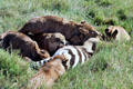 Lions devouring zebra seconds after kill in Ngorongoro Park. Tanzania