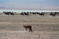 Lion stalking a herd of Gnus in Ngorongoro Park. Tanzania