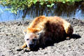 Spotted Hyena in the dog family, resting in Ngorongoro Park. Tanzania