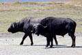 Pair of buffalo in Ngorongoro Park. Tanzania